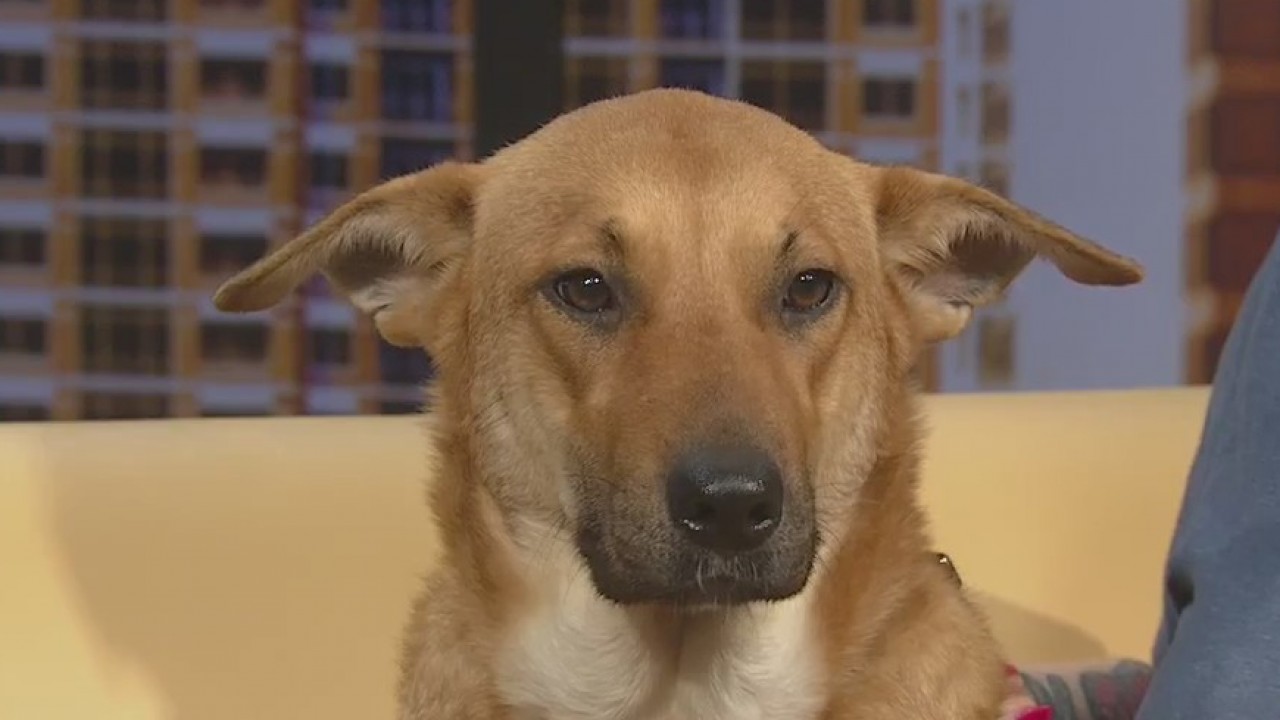 Pet of the Weekend: Casey