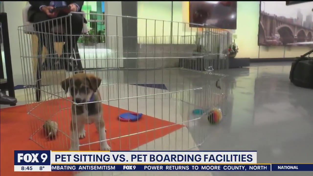 Pet sitting vs. pet boarding facilities: Advice from the animal humane society