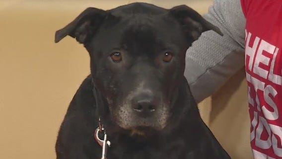 Pet of the Week: Whitney