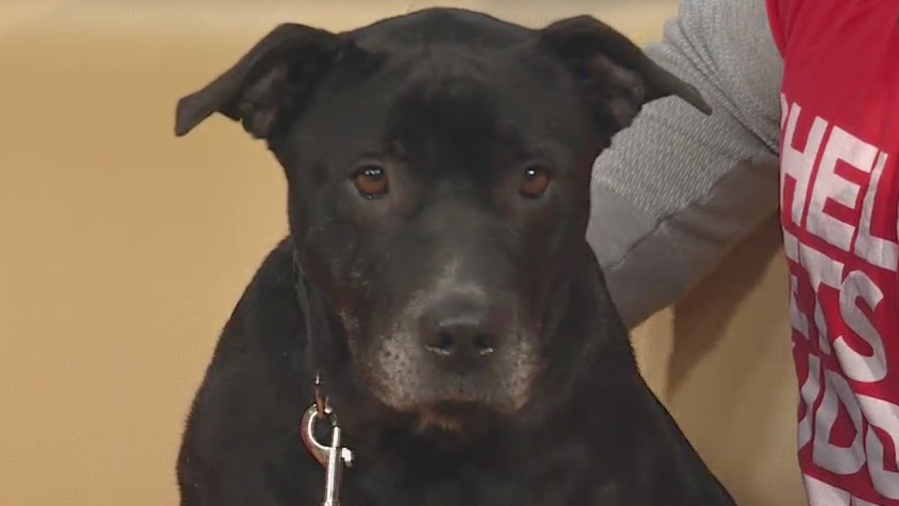 Pet of the Week: Whitney
