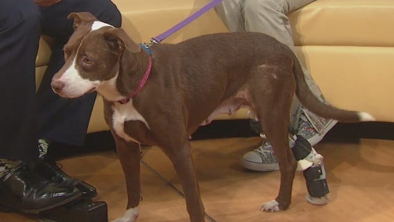 Pet of the Week: Velvet