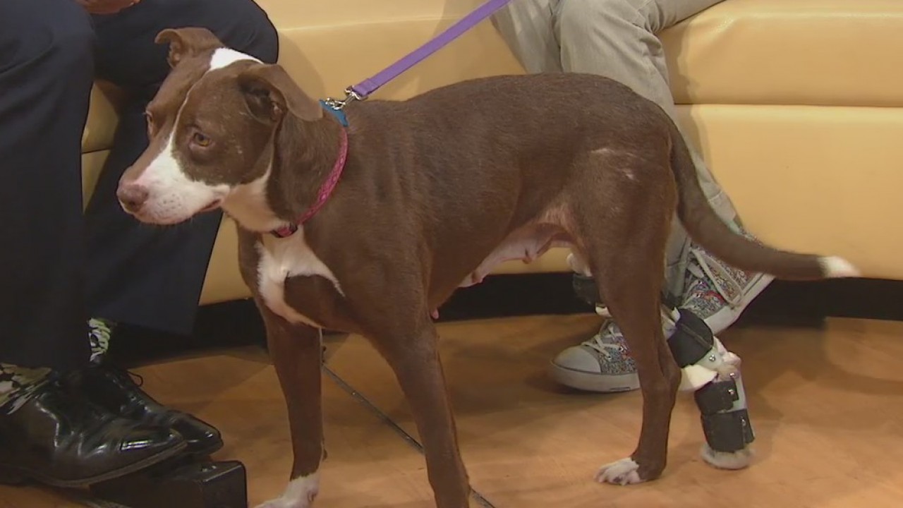 Pet of the Week: Velvet