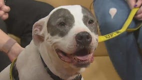 Pet of the Weekend: Max