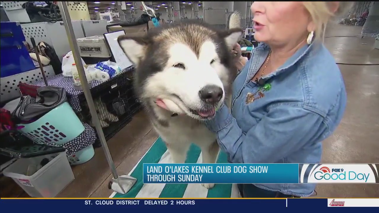 Best in Show: Land O'Lakes Kennel Club Dog Show this weekend
