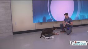 Easy exercises to do with your dogs indoors