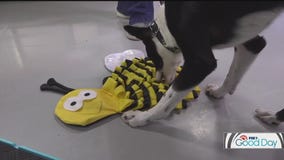 Ways to challenge your dog to use their nose