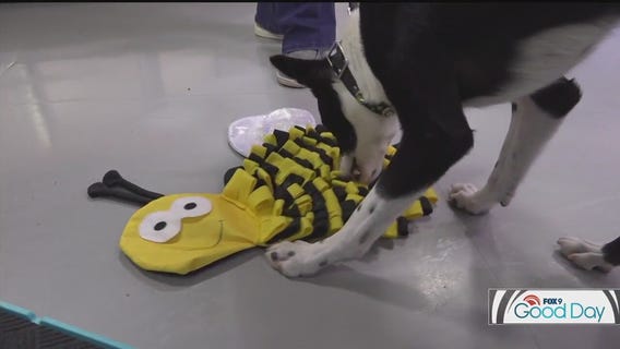 Ways to challenge your dog to use their nose