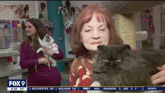 Show time for the country?s top cats