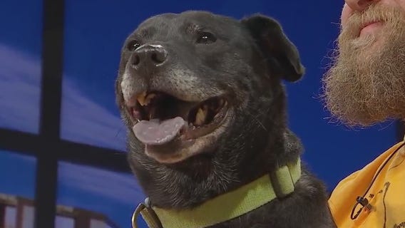 Pet of the Week: Zola