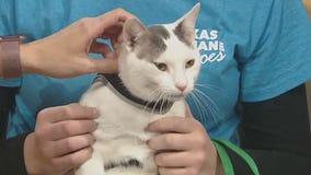 Pet of the Weekend: Eeyore