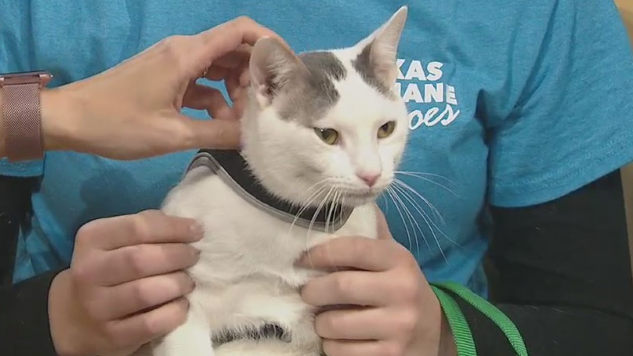 Pet of the Weekend: Eeyore