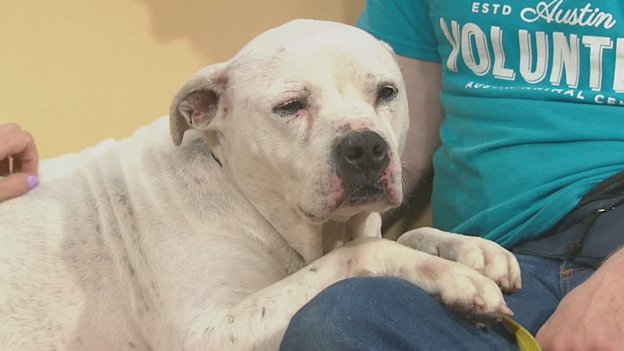 Pet of the Weekend: Titan