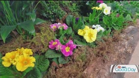 Spring Flower Show at Minnesota Landscape Arboretum