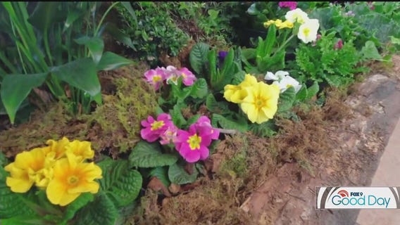Spring Flower Show at Minnesota Landscape Arboretum