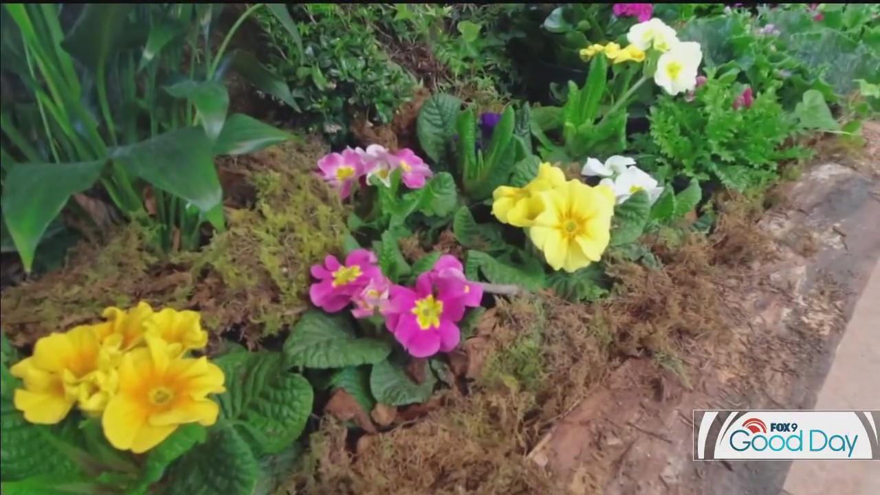 Spring Flower Show at Minnesota Landscape Arboretum