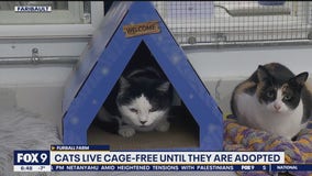 Unique farm south of the metro dedicated to giving a home to cats deemed unadoptable