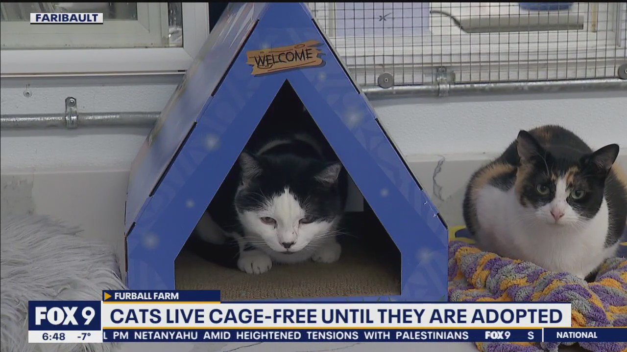 Unique farm south of the metro dedicated to giving a home to cats deemed unadoptable