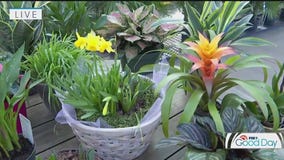 10 plants to cure your winter blues