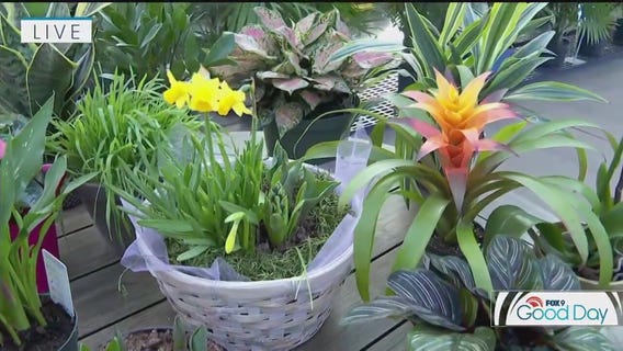 10 plants to cure your winter blues