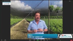 Where hibiscus and ferns grow: Garden Guy