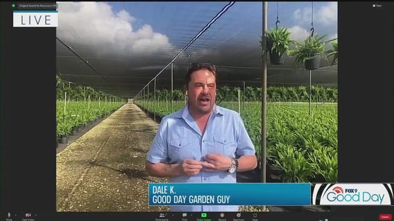 Where hibiscus and ferns grow: Garden Guy