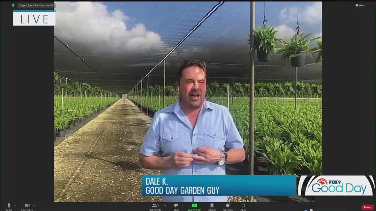 Where hibiscus and ferns grow: Garden Guy