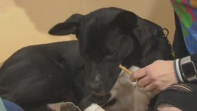 Pet of the Weekend: Jaxon