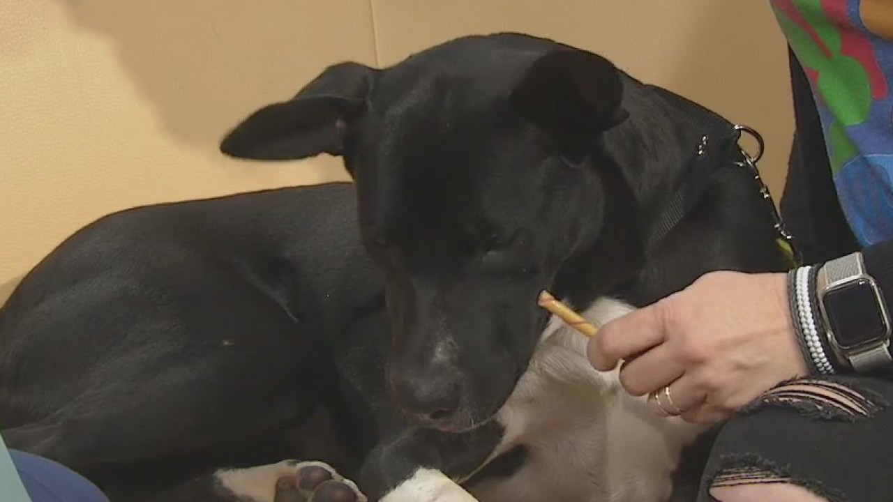 Pet of the Weekend: Jaxon