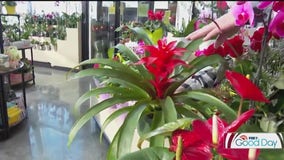 Alternatives to roses for Valentine's Day