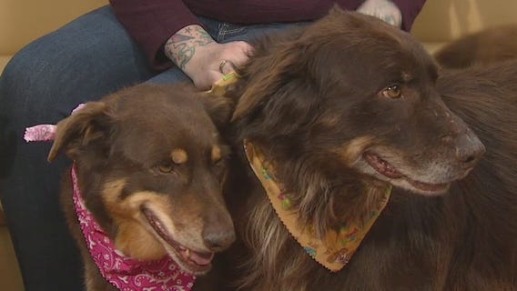Pets of the Week: Holly and Wally