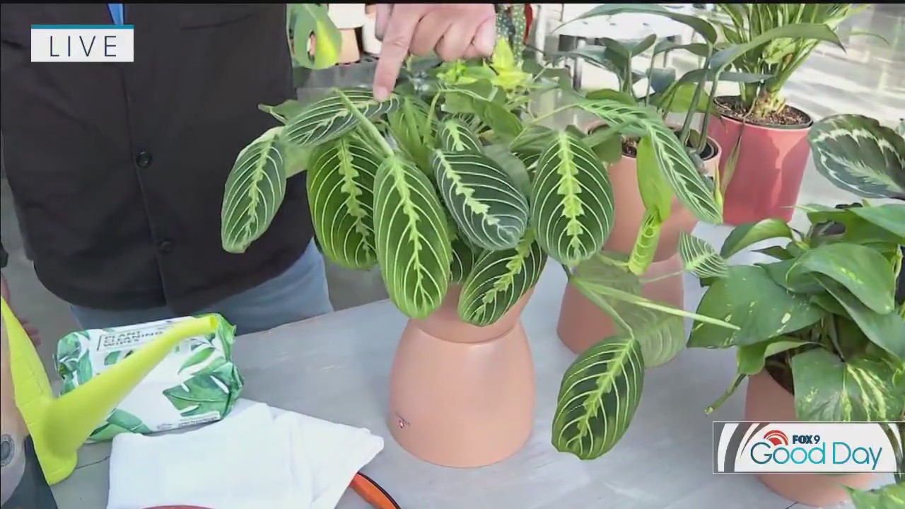 Essential care for your house plants