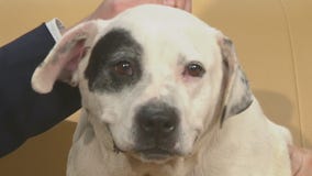 Pet of the Week: Dolce Gabbana