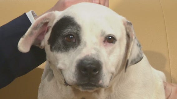 Pet of the Week: Dolce Gabbana