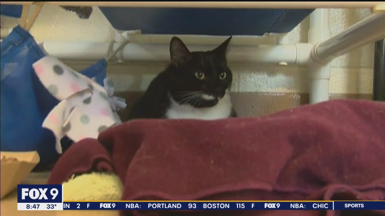 Introducing your pets: Tips from the Animal Humane Society