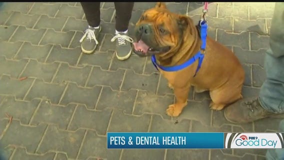 Pets and dental health: Tips from Dr. Eric