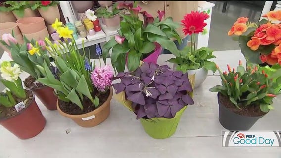 Indoor spring blooms: Garden Guy