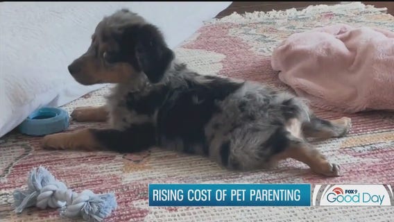 Rising cost of pet parenting