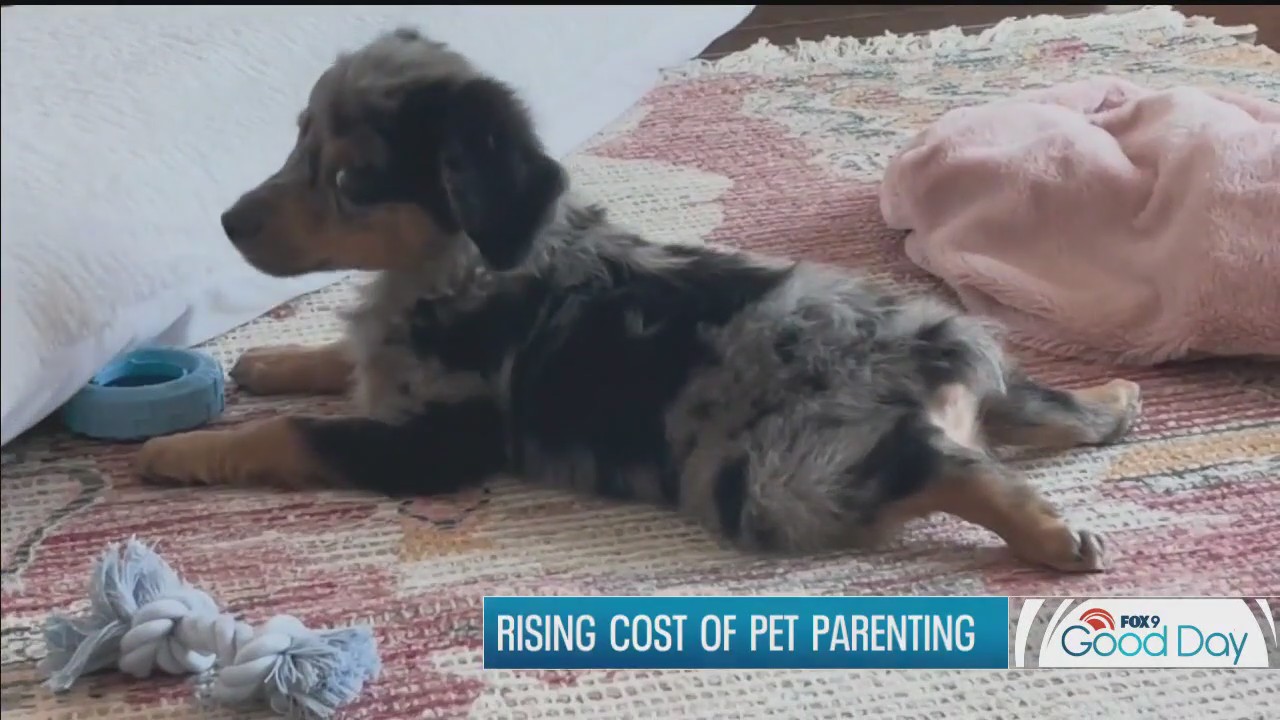 Rising cost of pet parenting
