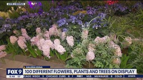 Spring escape inside the Galleria in Edina