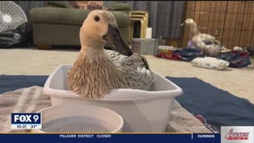 Flock sitting service lets backyard chicken owners fly the coop