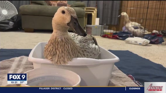 Flock sitting service lets backyard chicken owners fly the coop