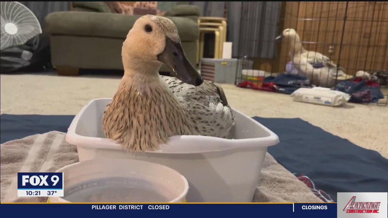 Flock sitting service lets backyard chicken owners fly the coop