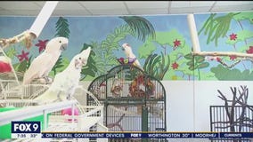St. Paul bird sanctuary takes in captive parrots