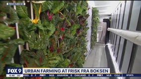 Urban farm grows fresh greens for restaurants, residents