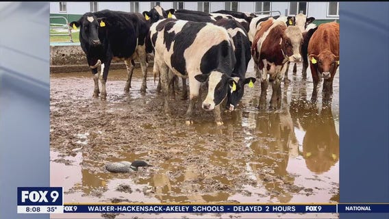 Loons are falling from the sky in Wisconsin