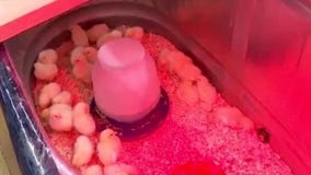 Tips for your backyard chicken coop