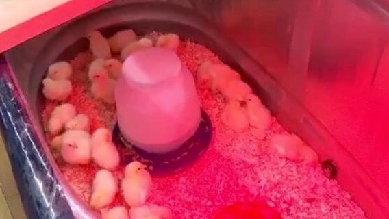 Tips for your backyard chicken coop