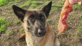 Pet of the Week: Jax