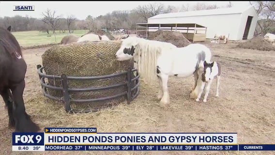 Horse Expo gallops into the fairgrounds