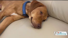 How to help your pet with anxiety